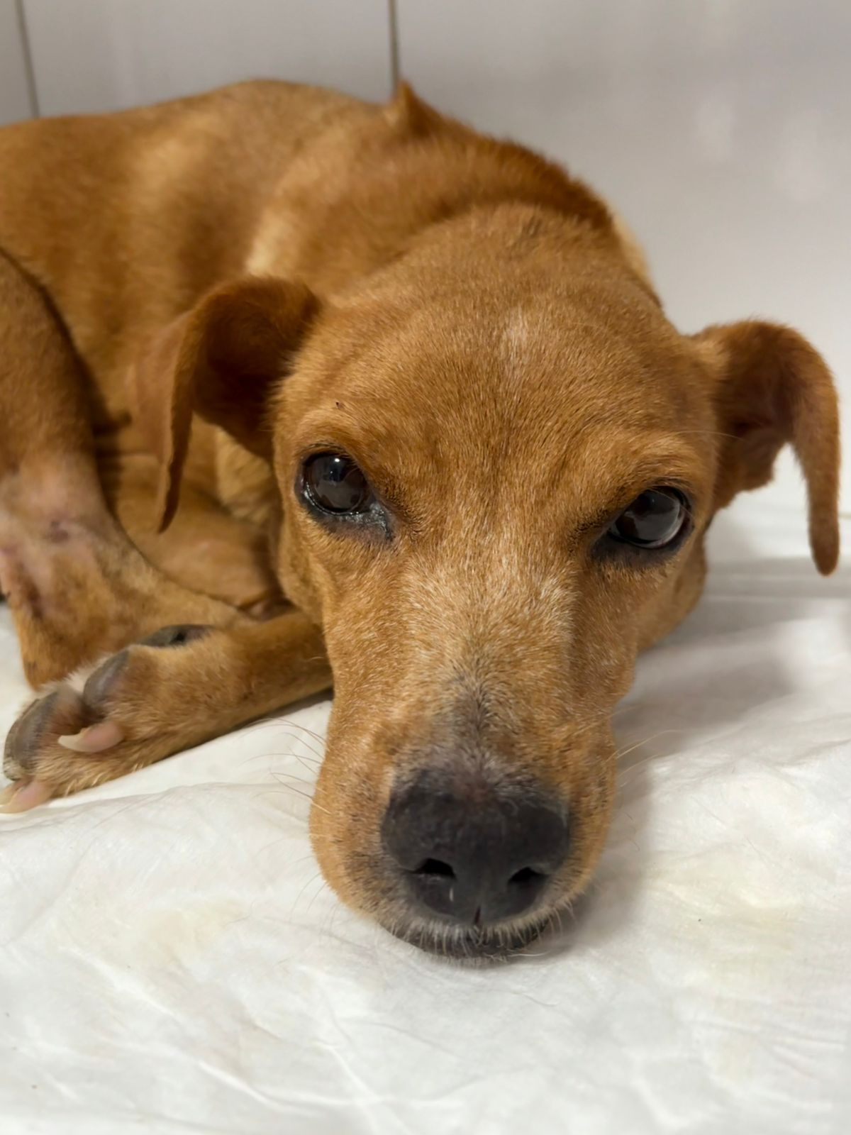 Ação solidária pela preciosa