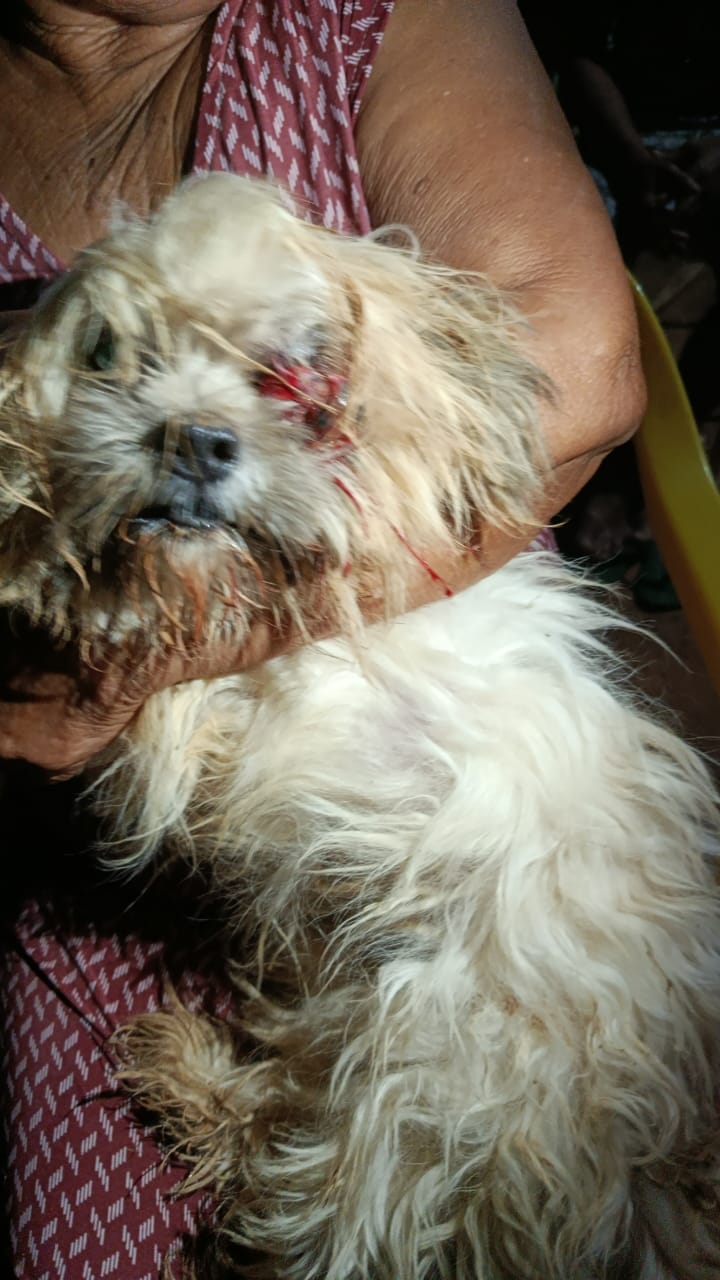 Ajuda na cirugia da Princesa