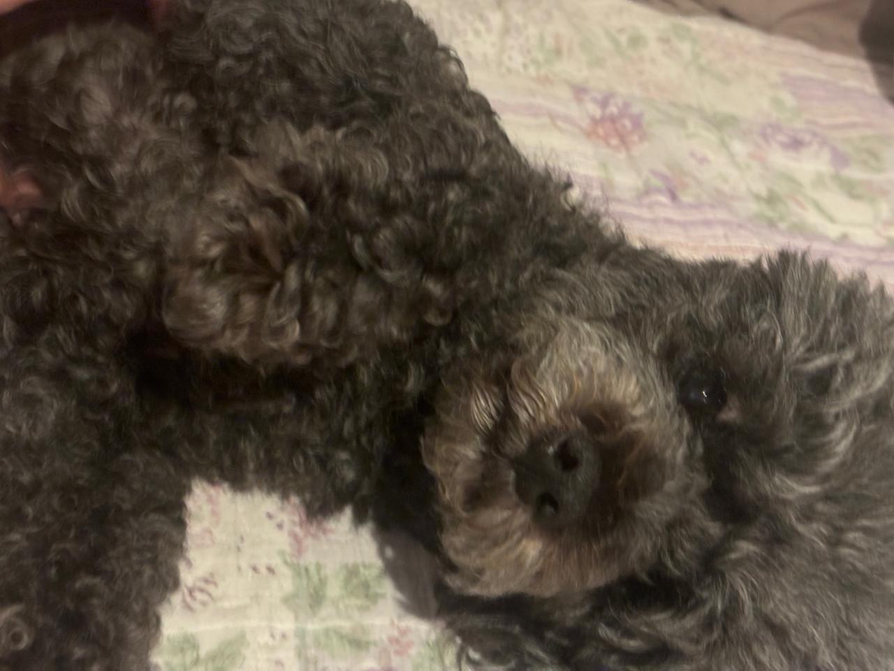 Ajuda para fazer cirurgia da neguinha