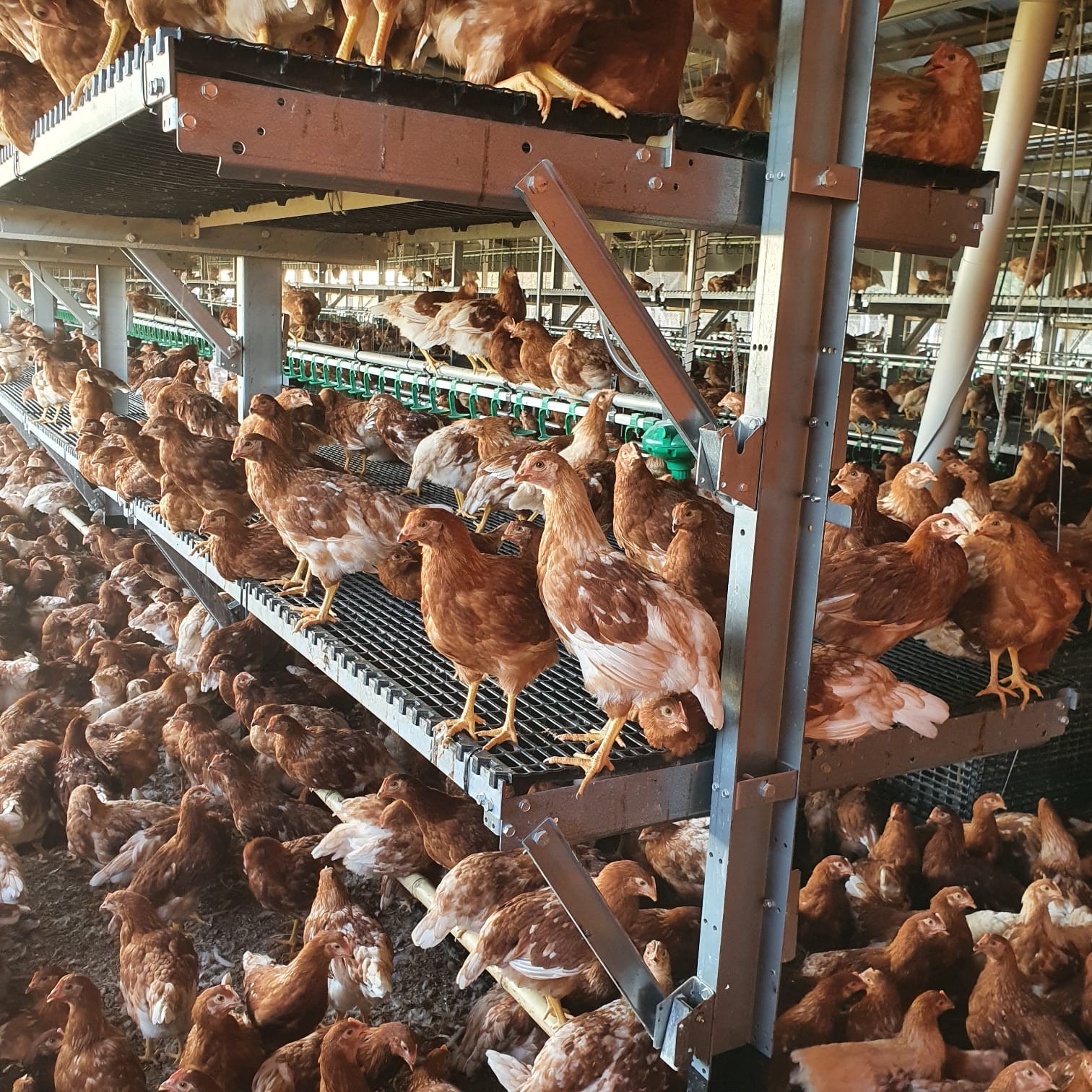 Ajudar a construir meu sonho