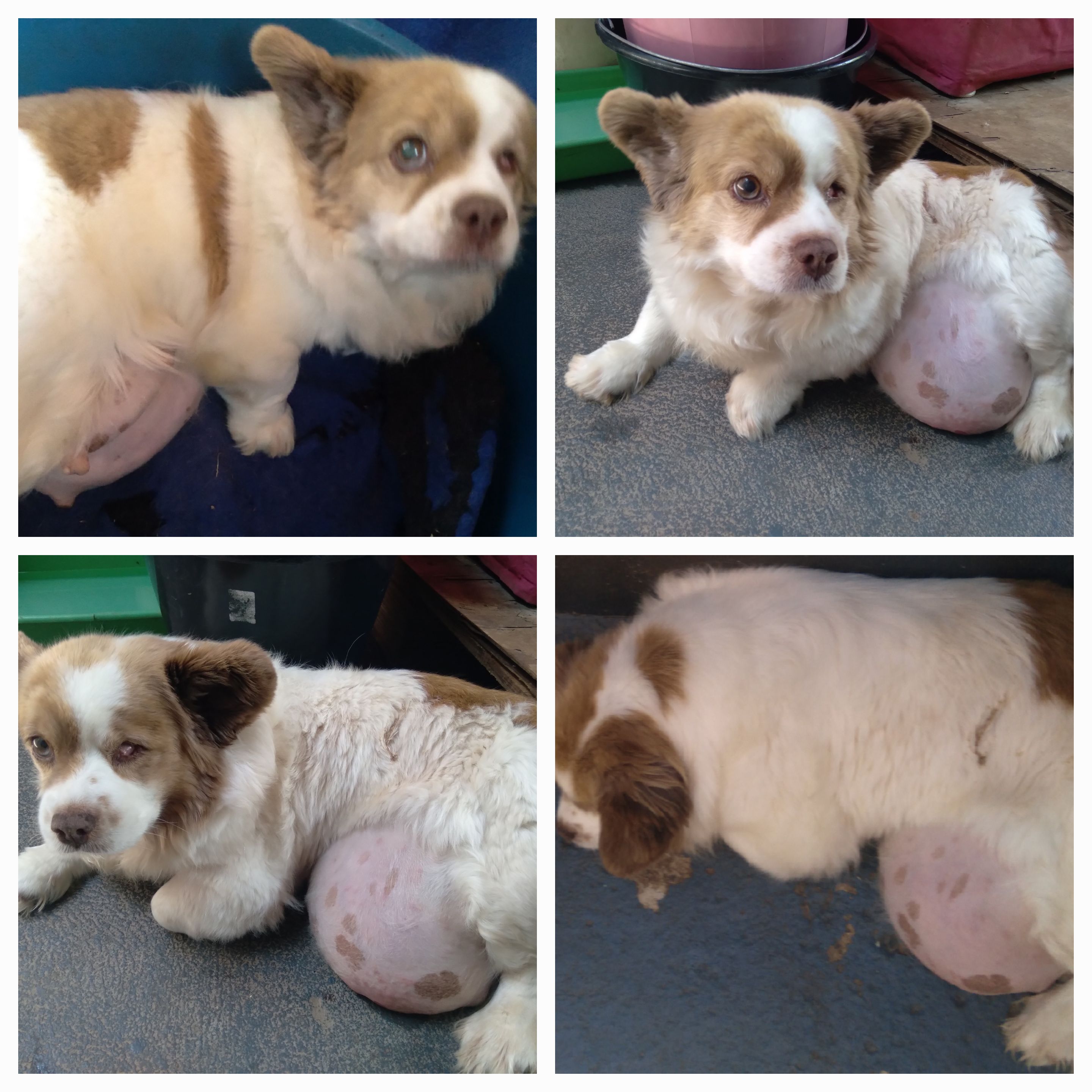 Ajude na cirugia da cachorrinha Luna