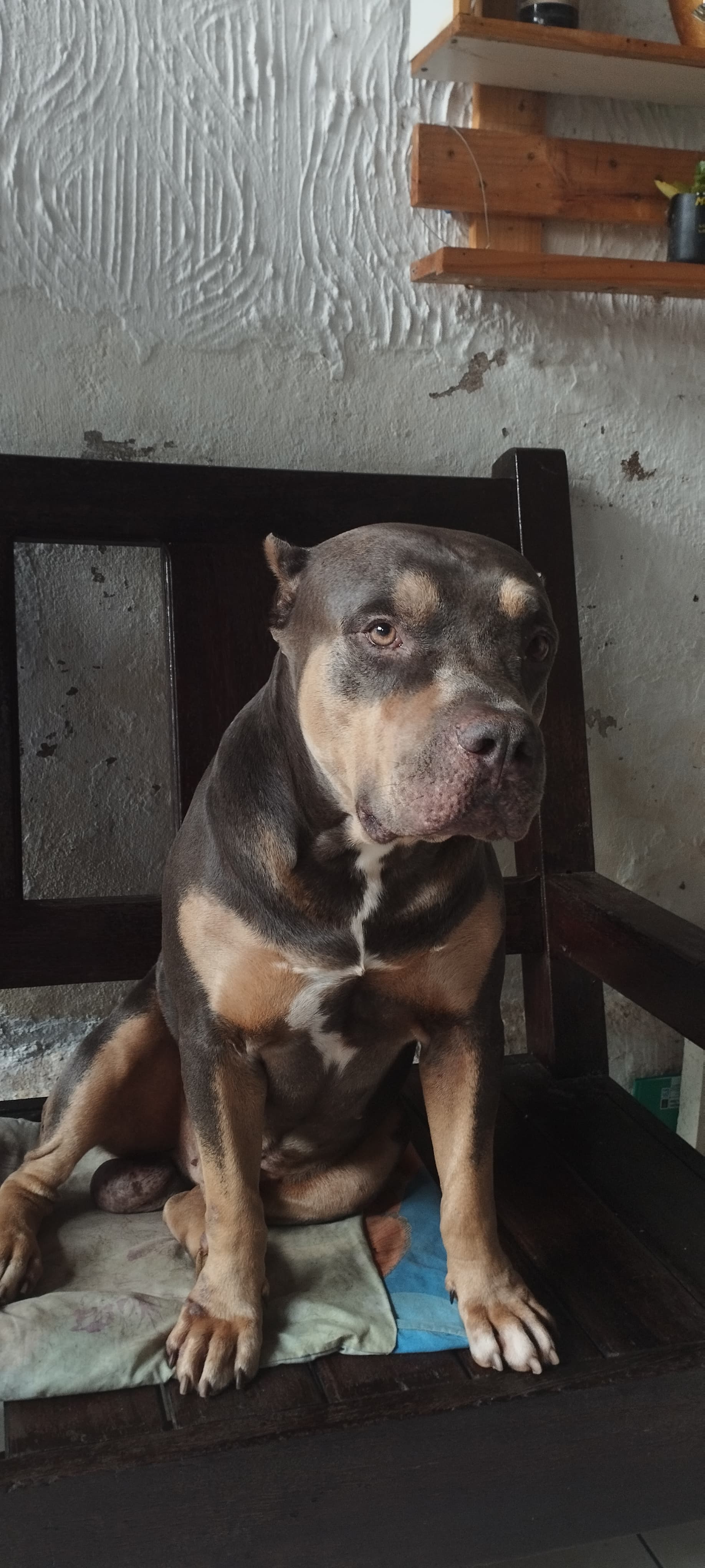  Ajude o Taurus a vencer essa batalha