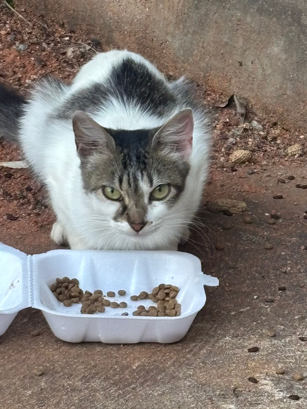 Ajude os Gatinhos da Colônia