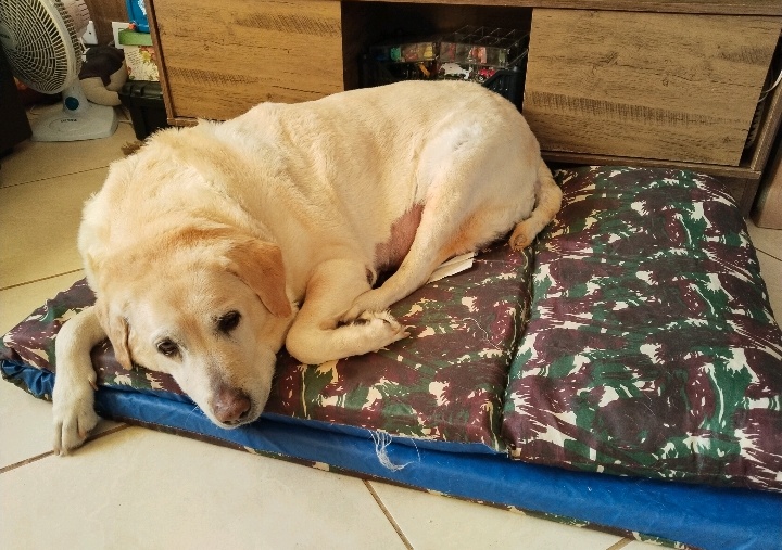 Ajude q pagar a cirurgia da Lucy 