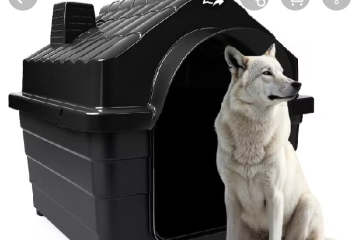 Animais de rua gatos e cachorros 