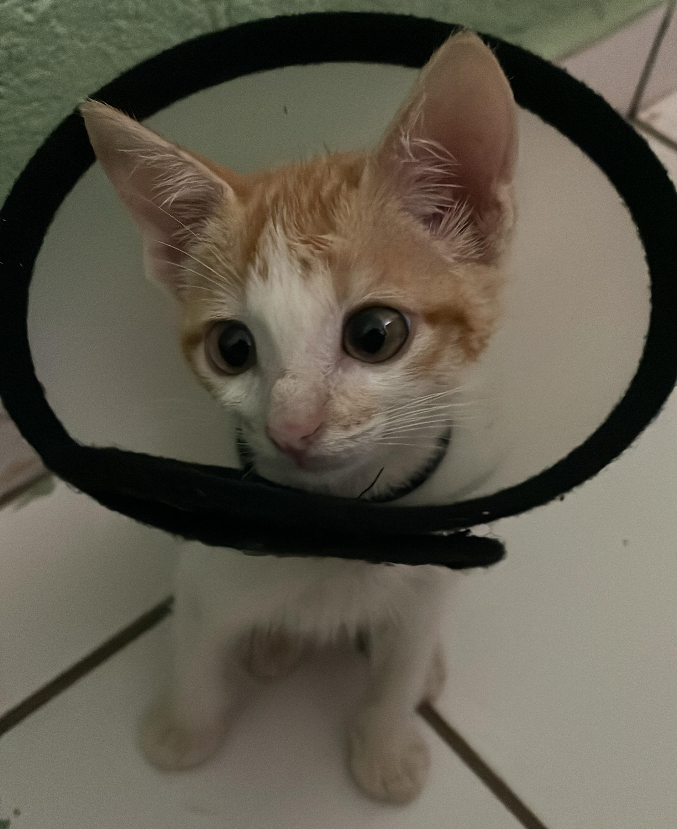 Cirurgia da Mary Valente