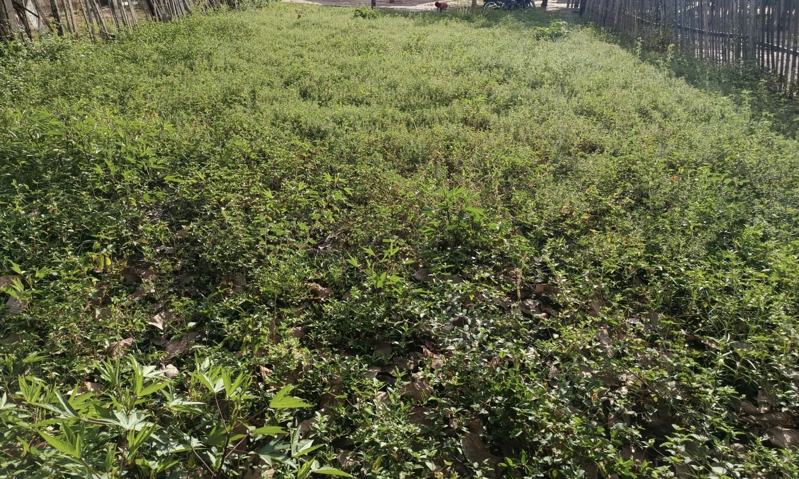 Construí uma casinha de dois cômodo com dignidade 