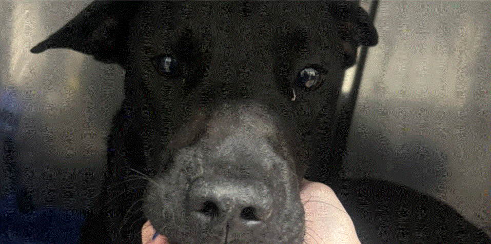 Custos Novembro Ajude o Pretinho