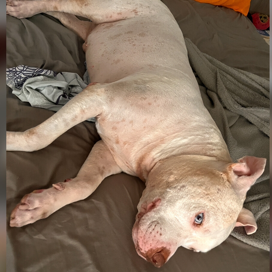 Exames e cirurgia do meu cachorro Thor