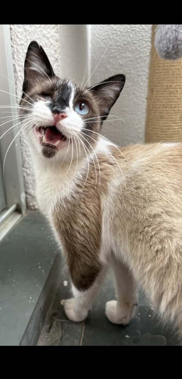 Gatinha resgatada grávida 