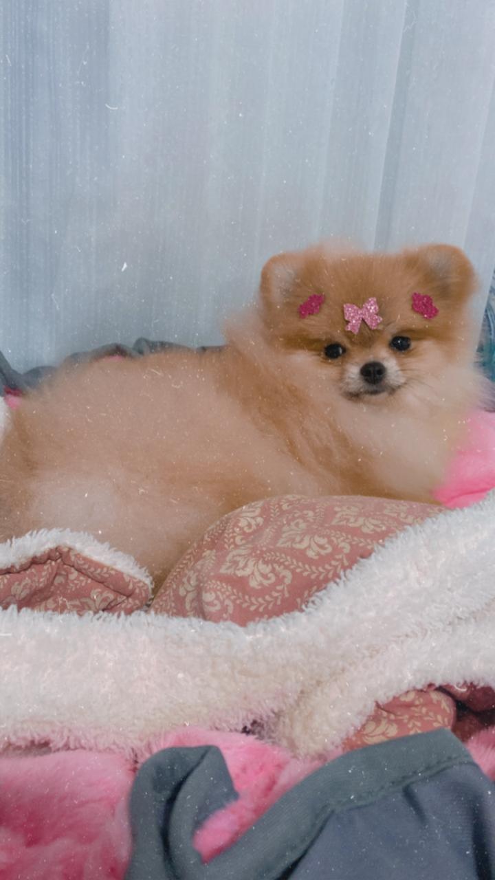 Rifa do amor ajude a BABI Brilhar novamente