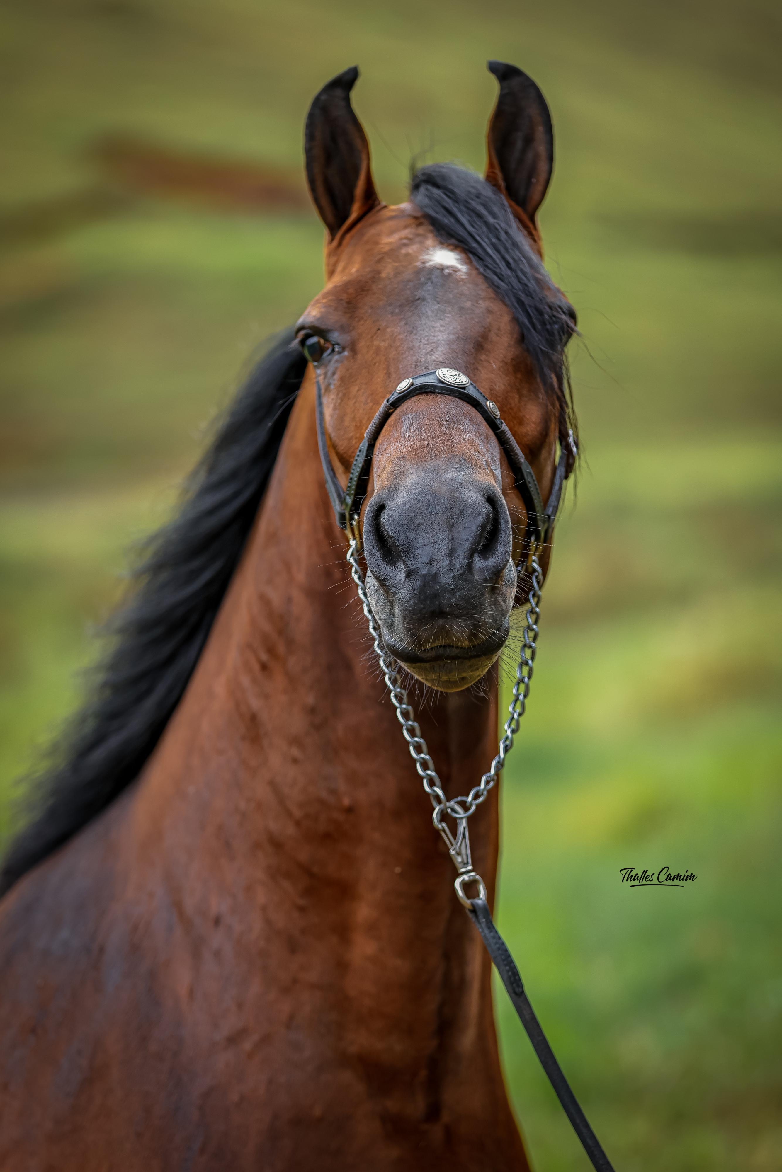 Rifa para ajuda o Clube do Cavaldo de Sela de Itaperuna que