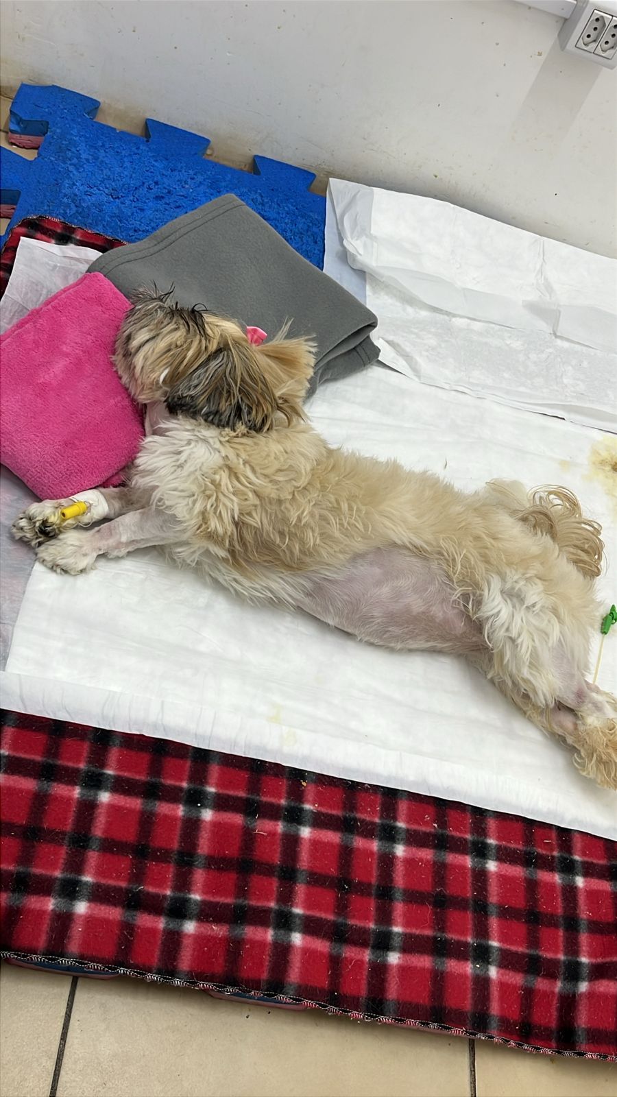 Rifa para ajudar a Luna voltar andar 