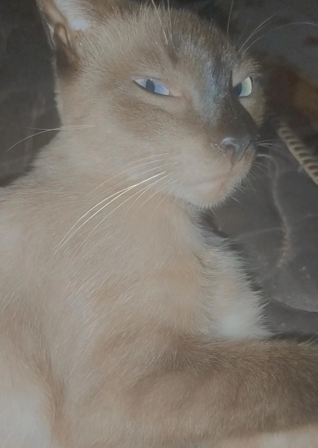 RIFA PARA AJUDAR COMPRAR RAÇÃO PARA OS GATO E CACHORRO QUE ADOTEI 