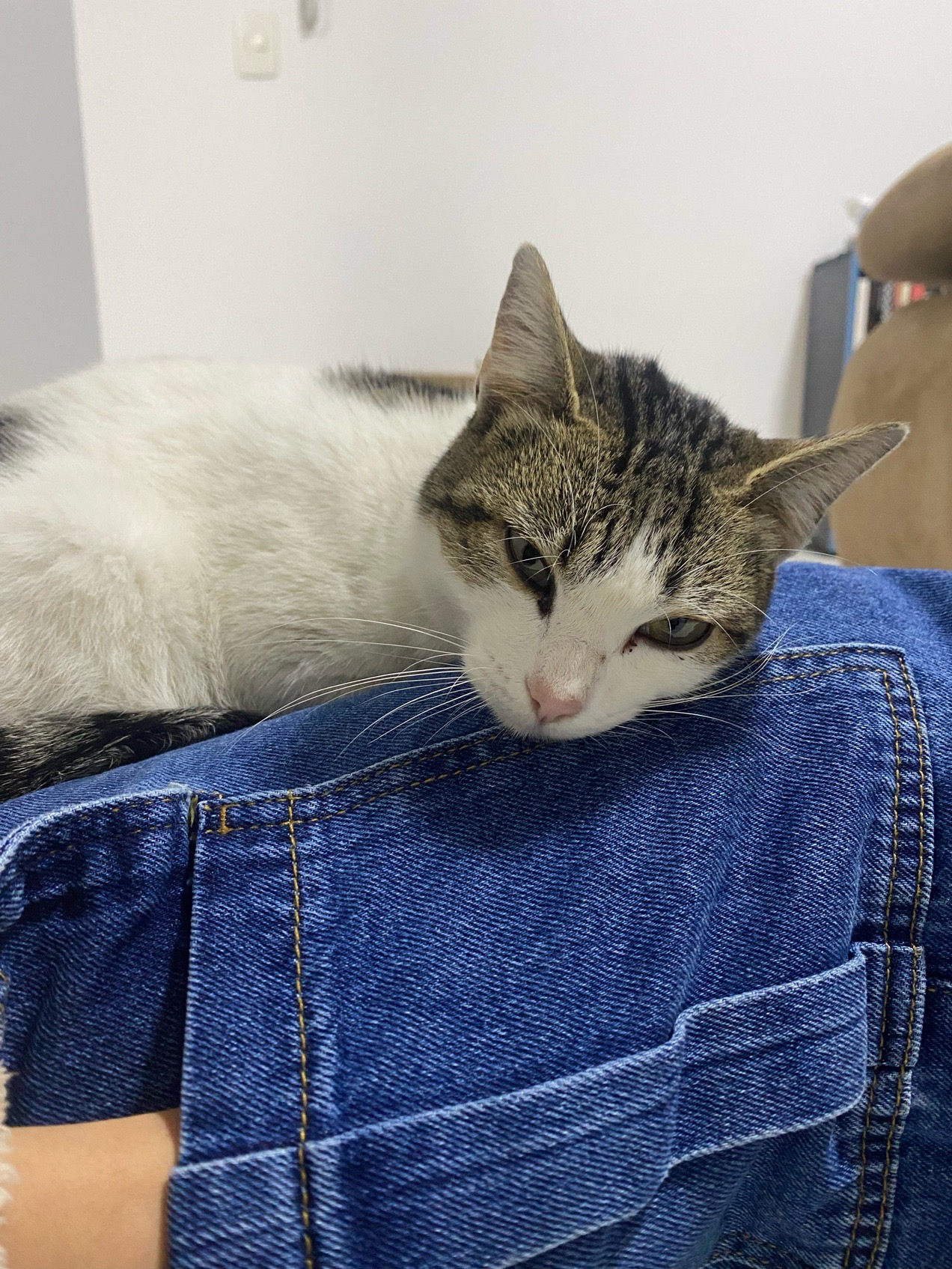 Rifa para ajudar na castração da galerinha