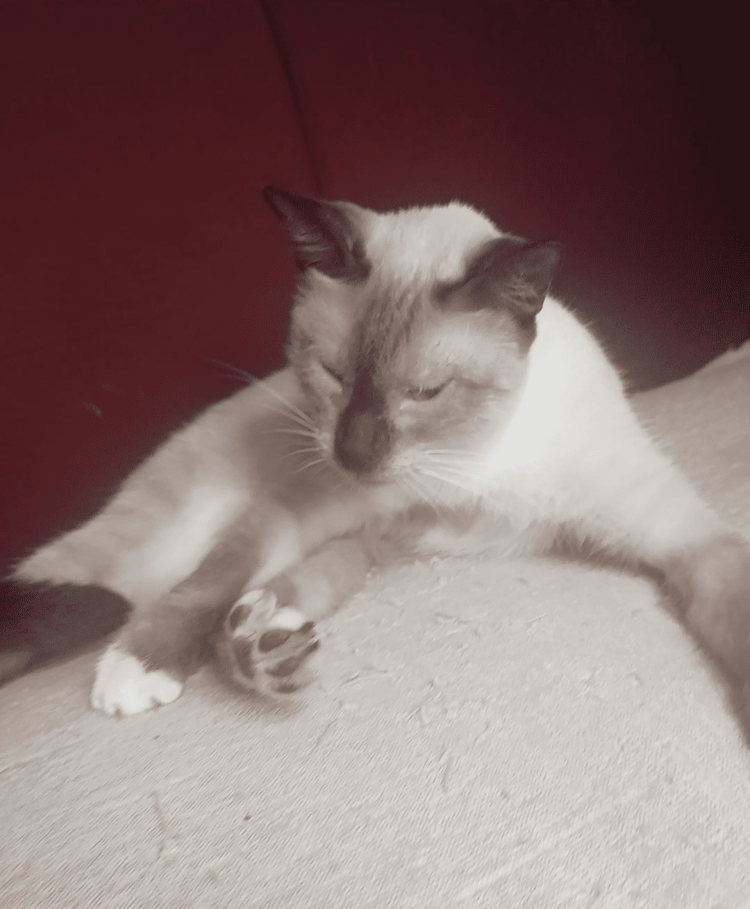 Rifa para ajudar nossos gatinhos 