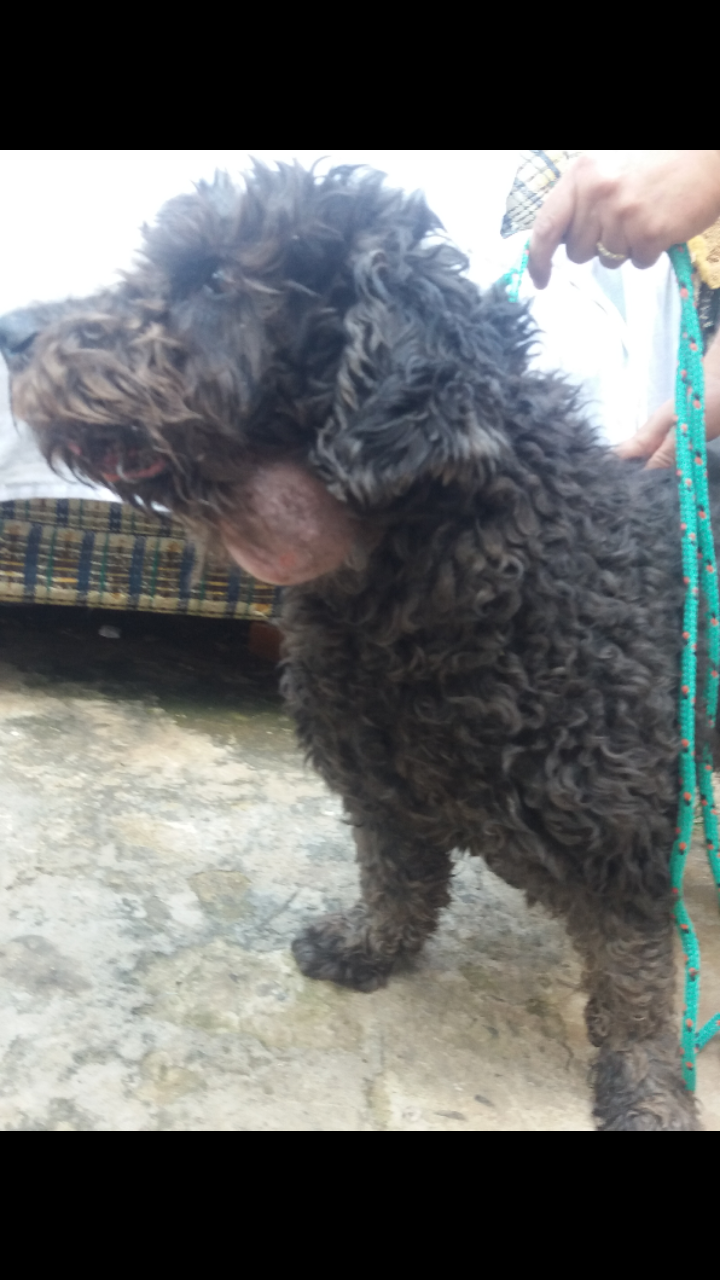 Rifa para ajudar o Rex