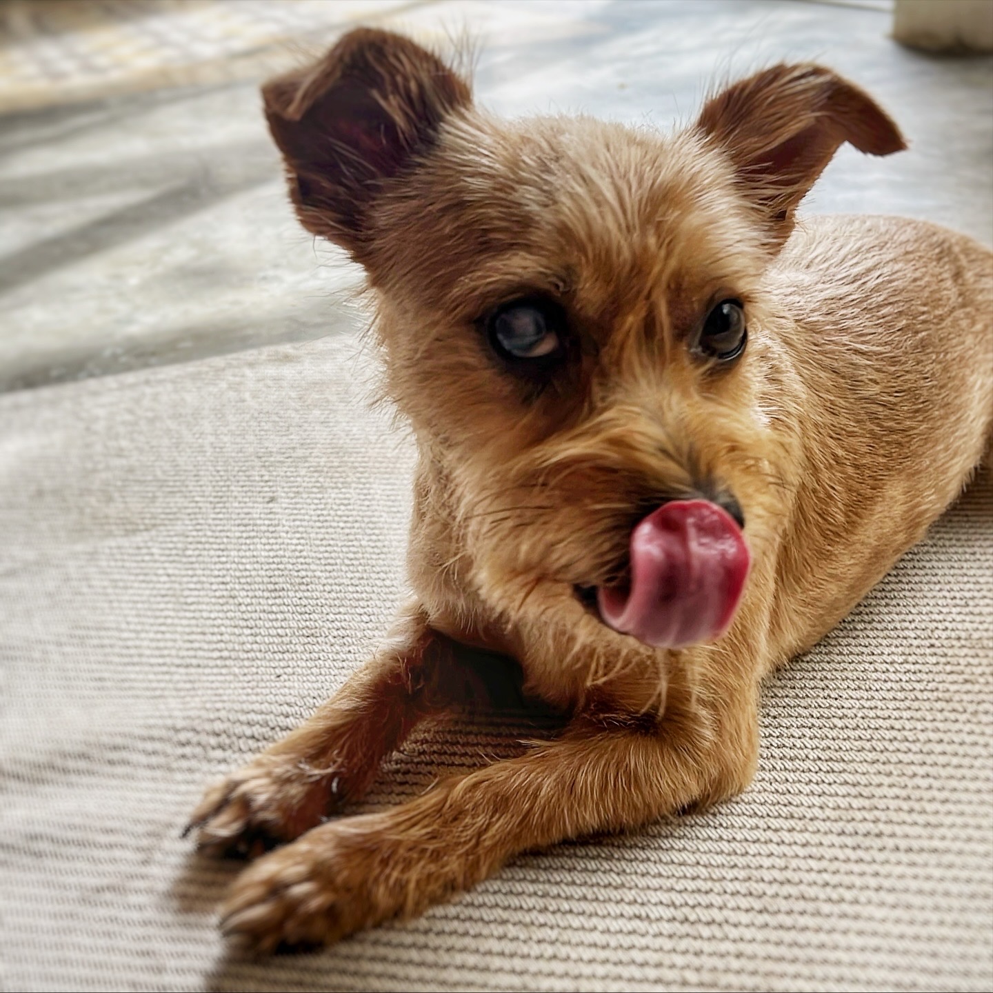 Rifa para castração e vacinação do Filipe Luís