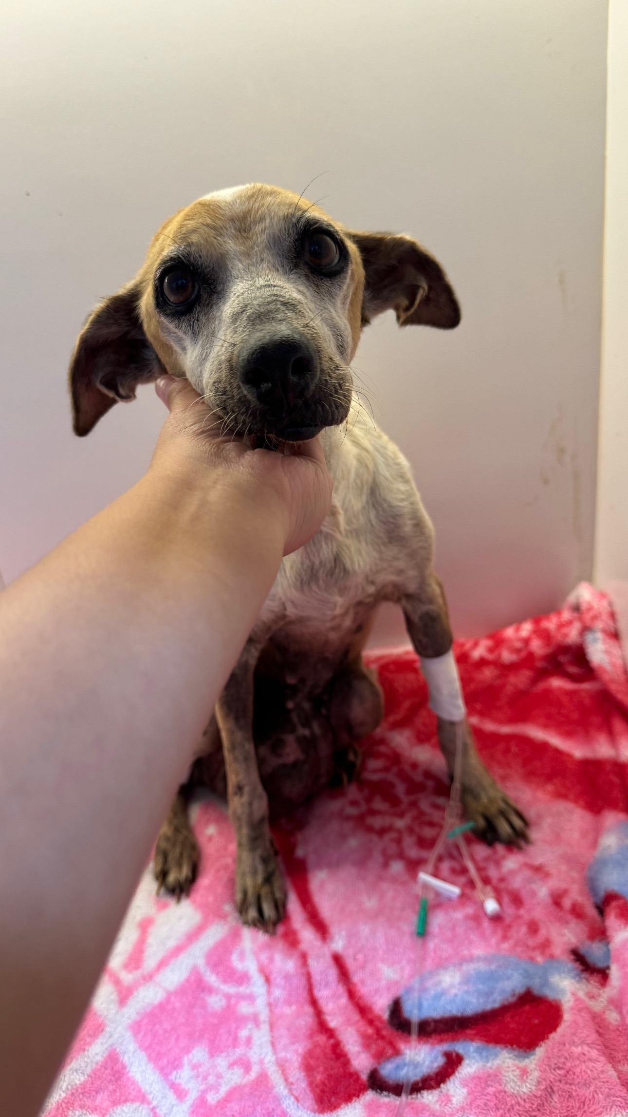 Rifa para o Tratamento de Bella