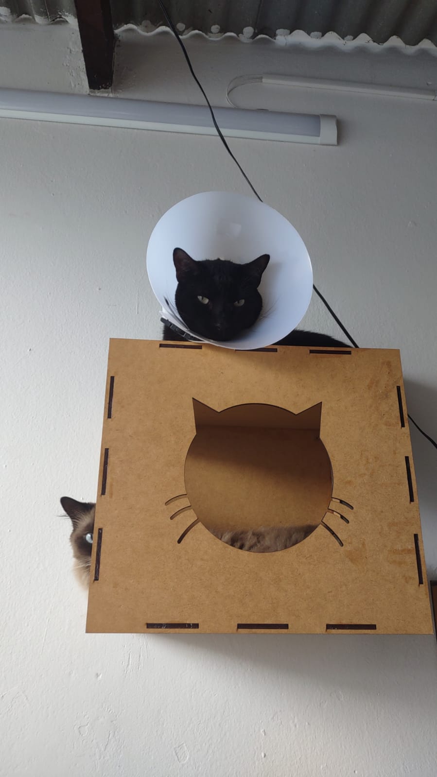 Rifa para pagar a cirugia do damian