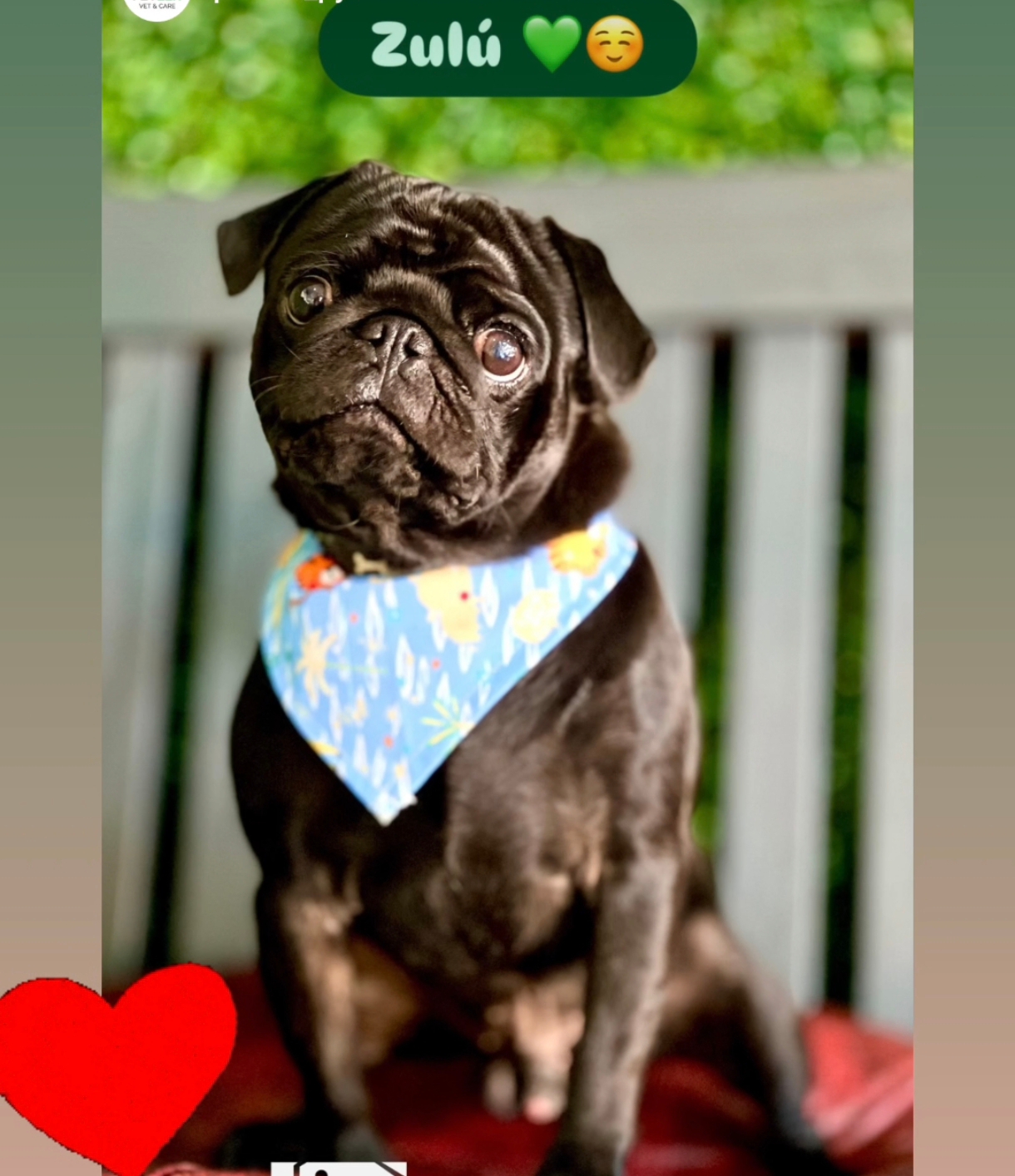 Rifa para realização da cirurgia de zulu 