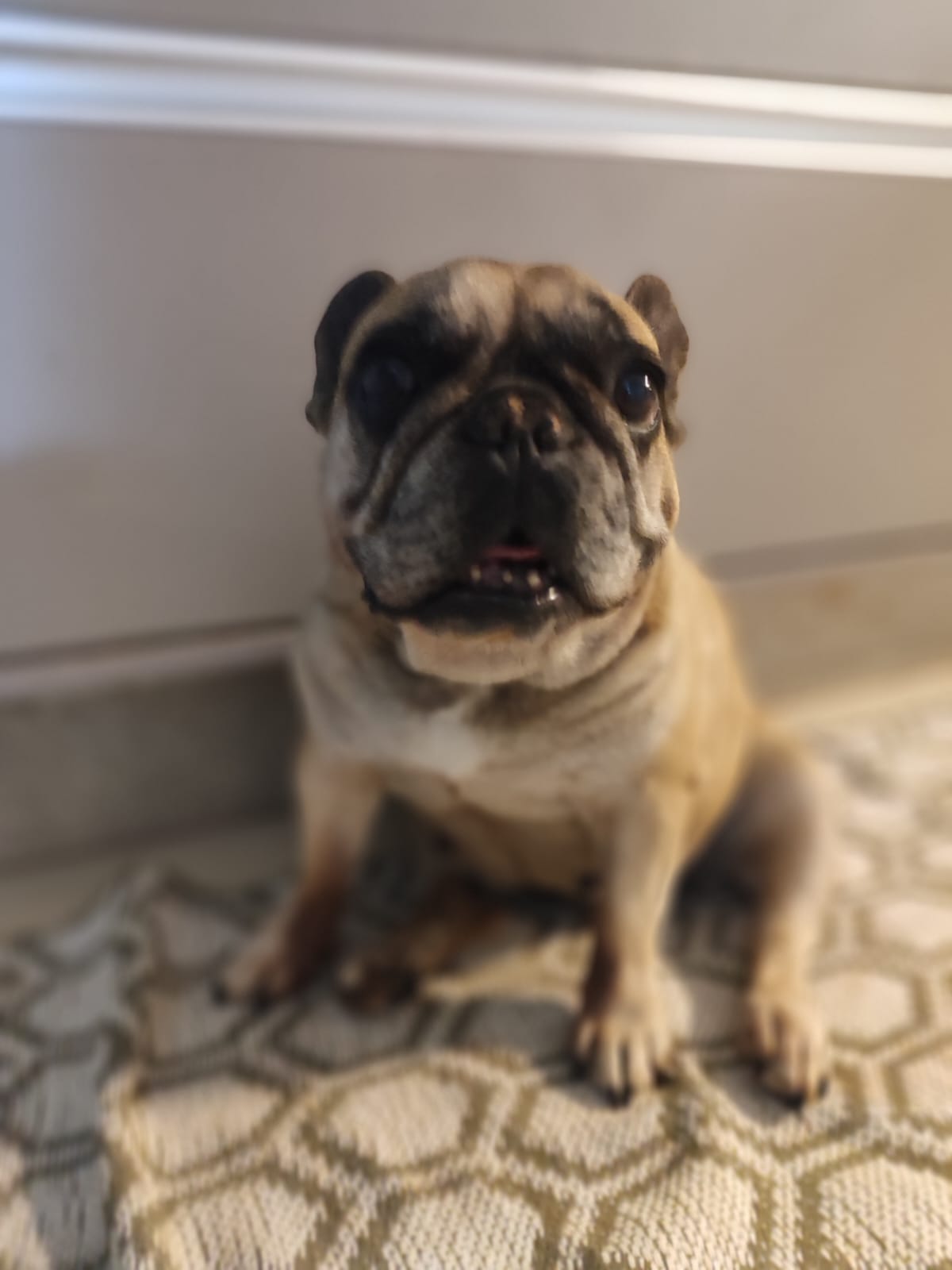 RIFA SOLIDÁRIA  AJUDE A LILI NA LUTA CONTRA O CÂNCER linfoma