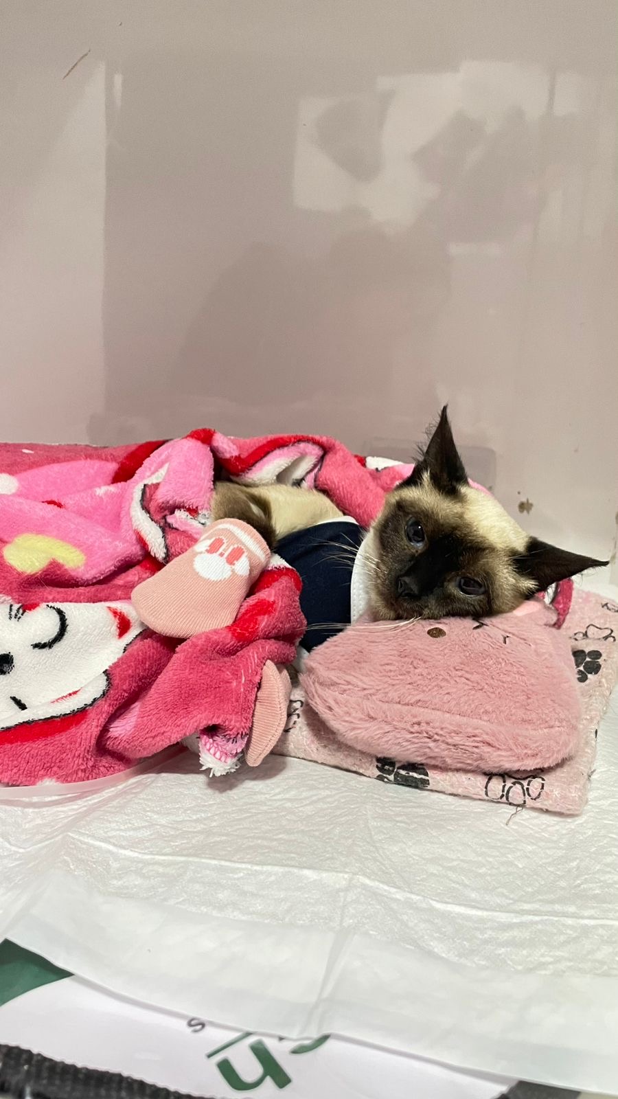 Rifa Solidária da Nina 