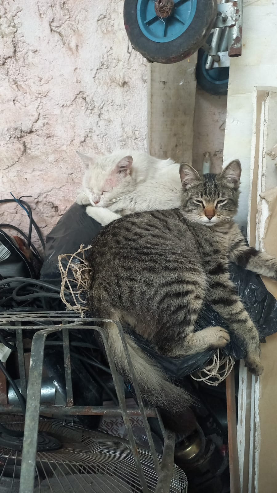 Rifa Solidaria Gatinhos da Garagem