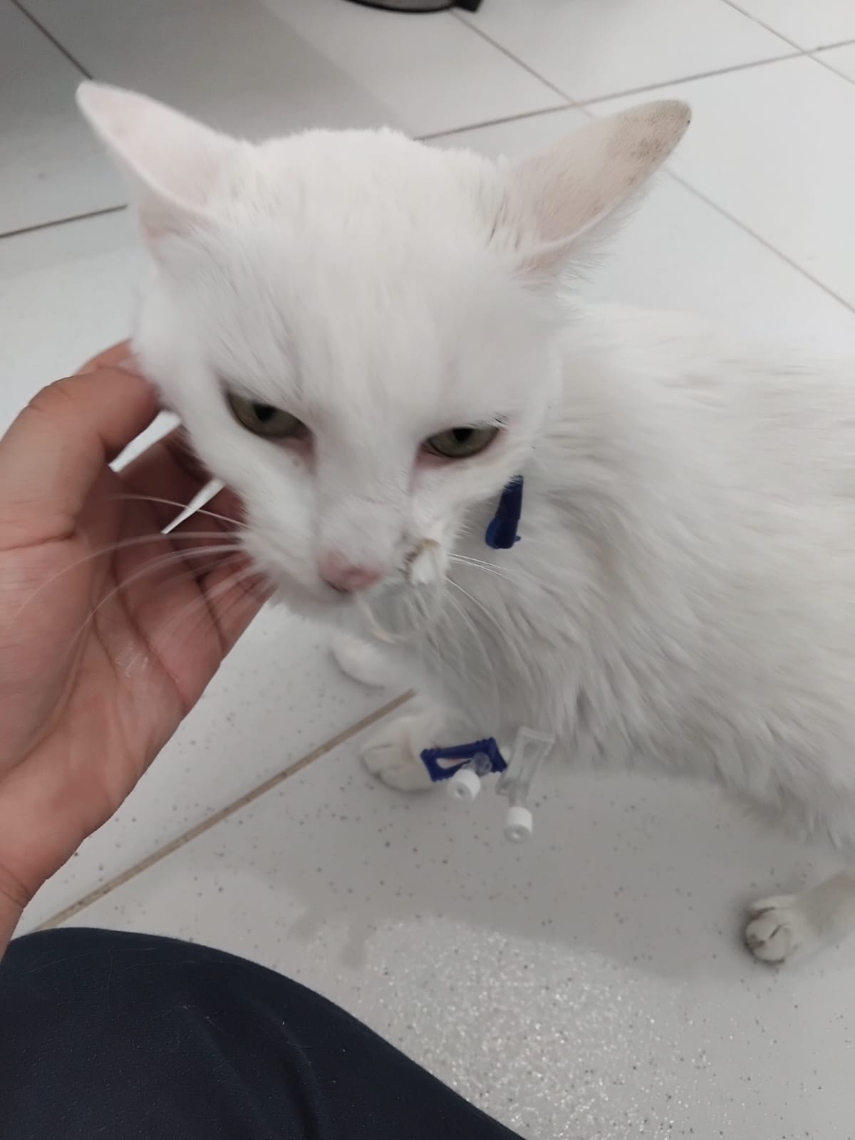 Rifa Solidaria para Frida