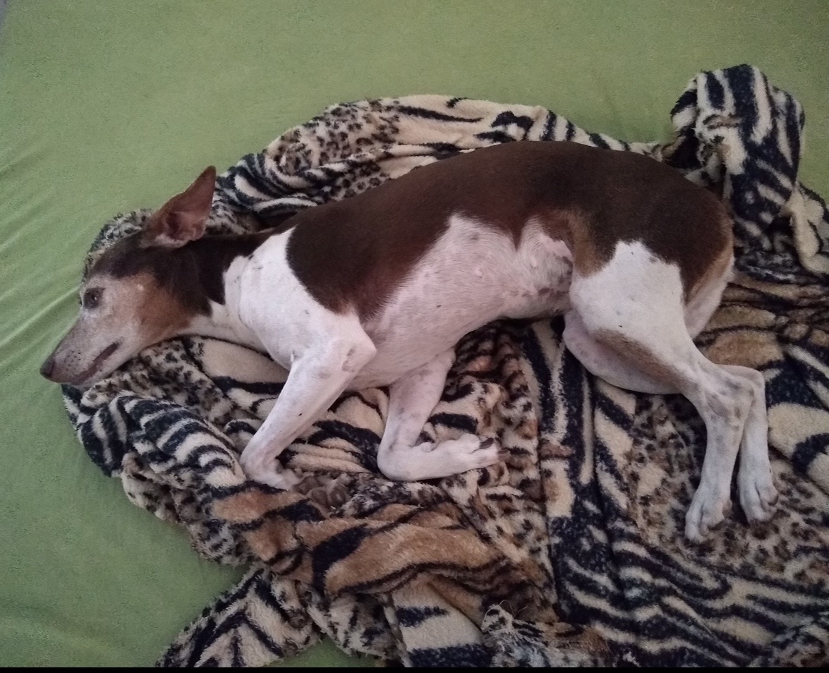 Todos em prol da Jade 