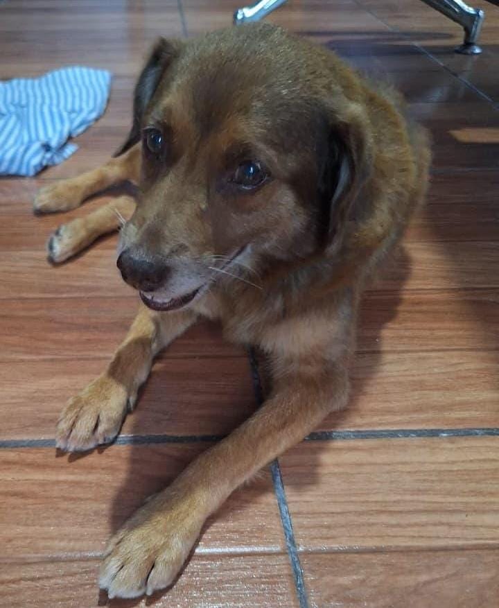 Tratamento Cássio cachorro yakult 