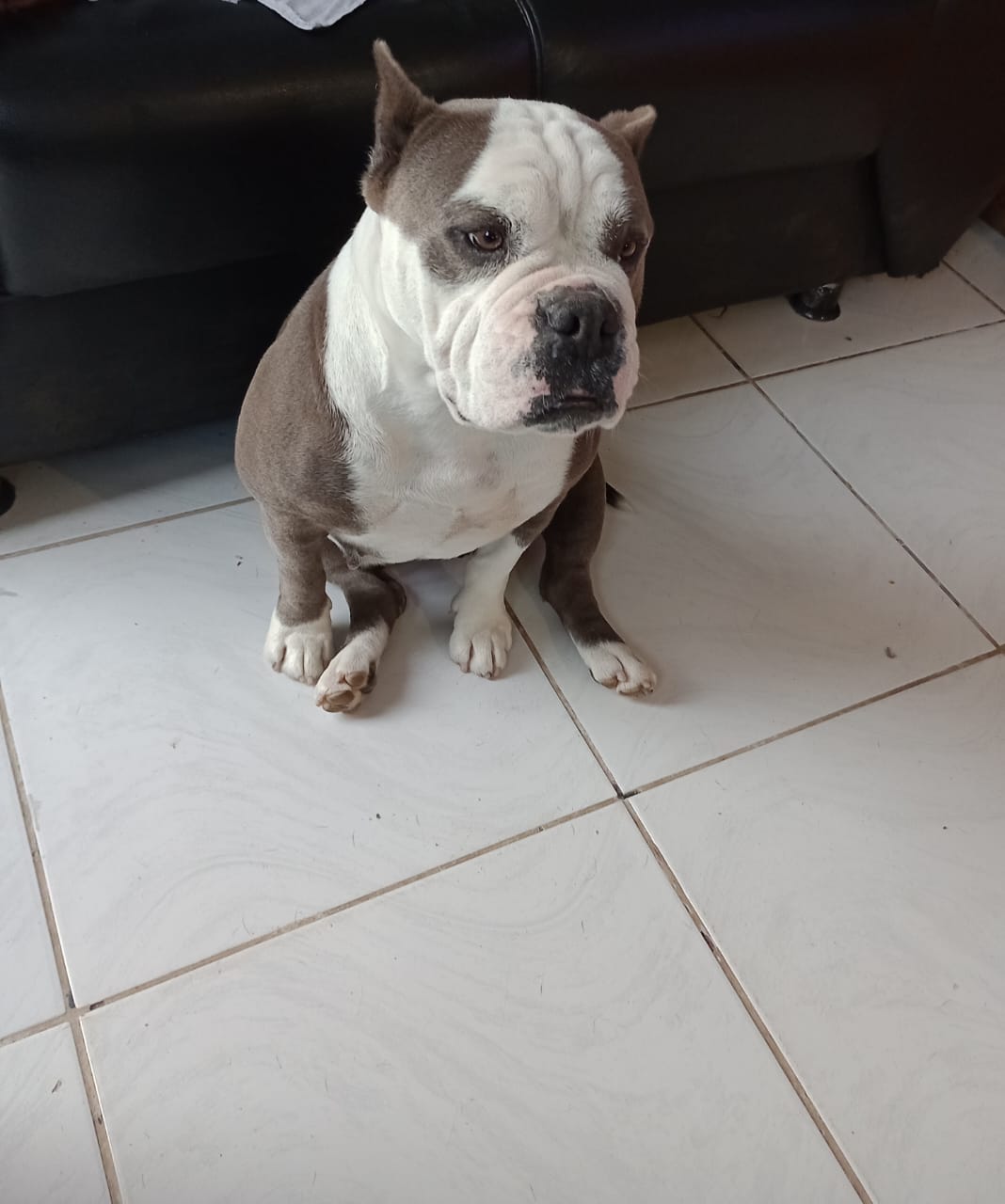 Tratamento da Alerquina 