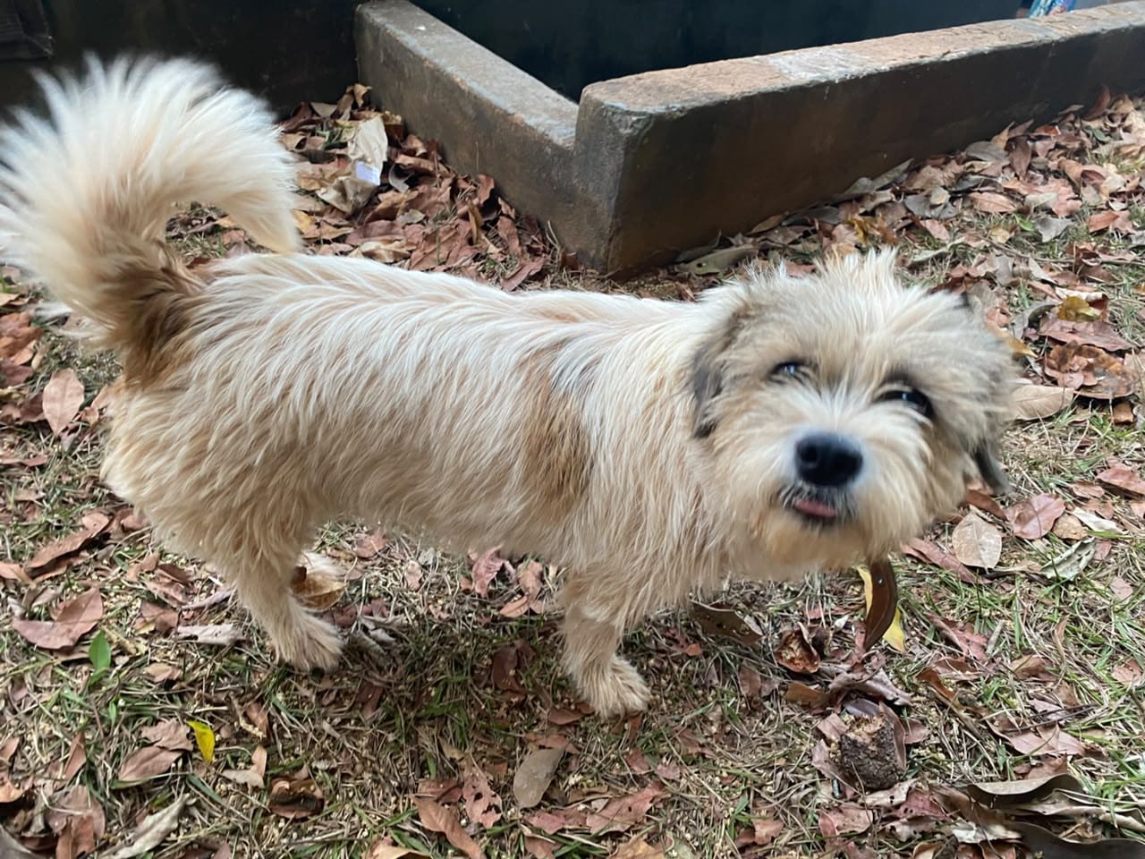 Ajuda Cachorrinha