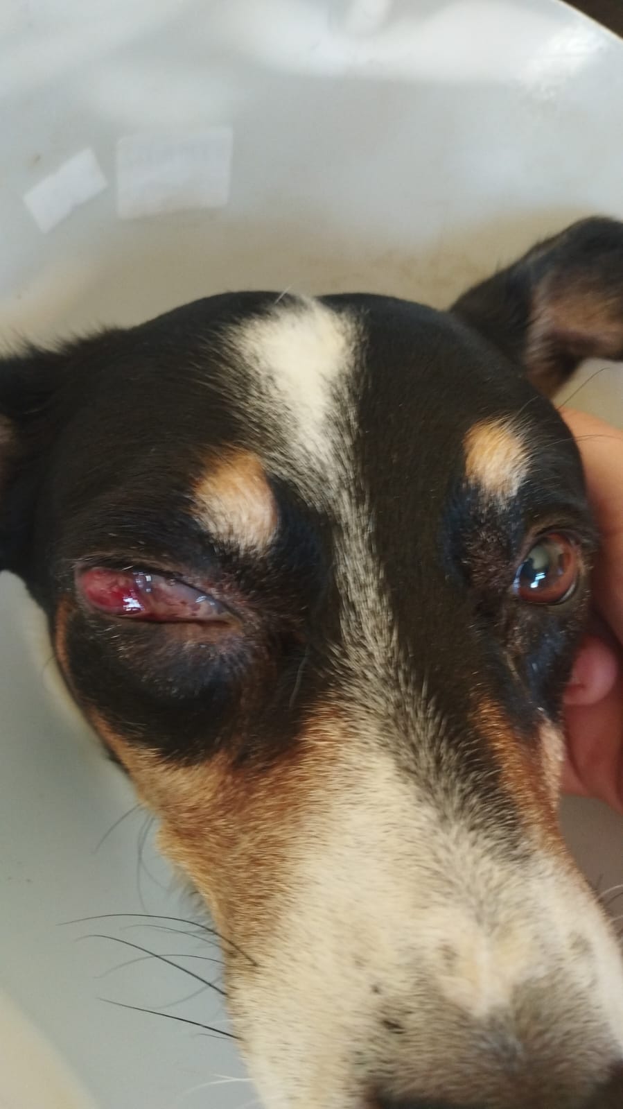 Ajude o ragnar a continuar lutando