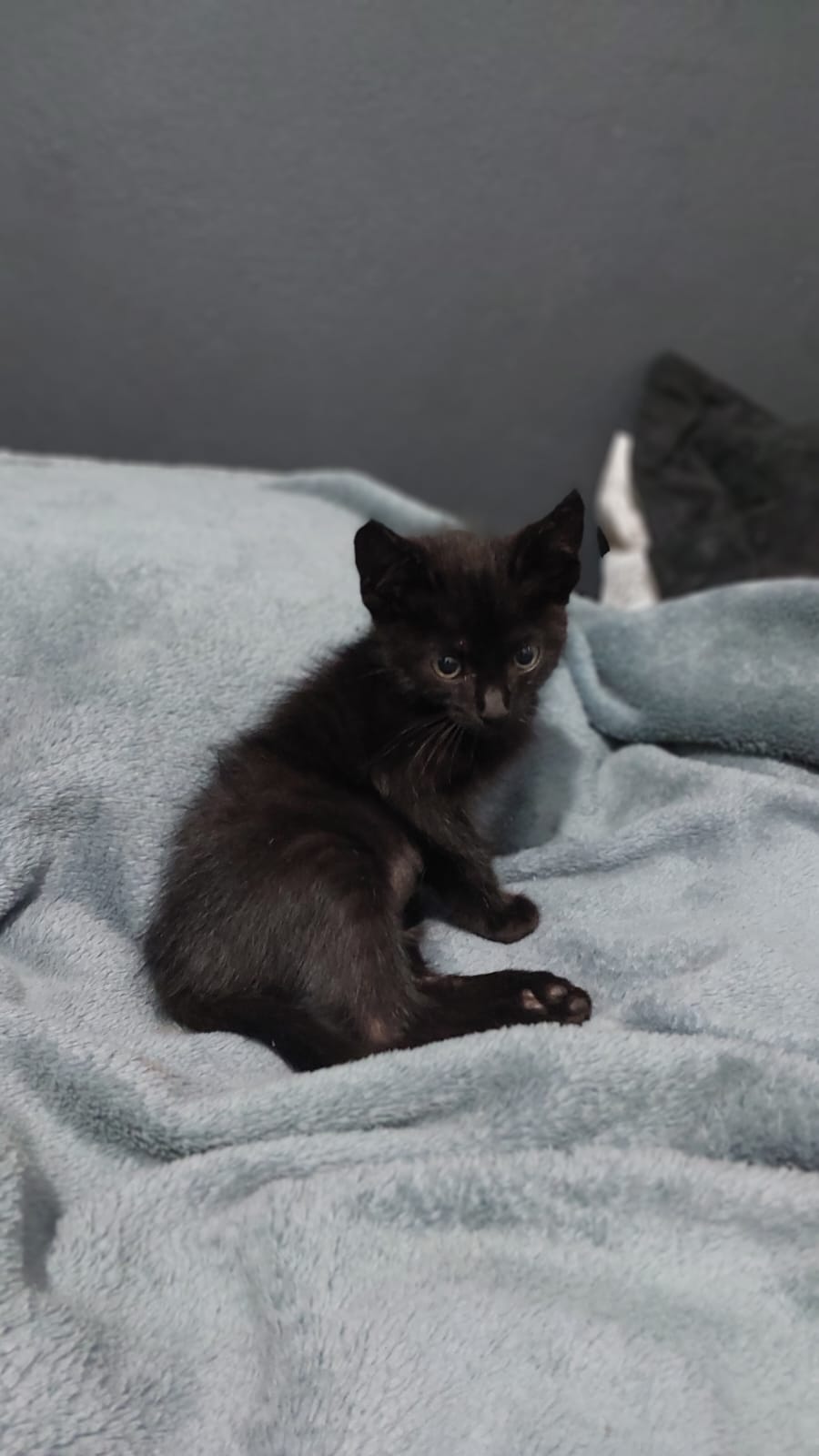 Ajude um gatinho paraplégico