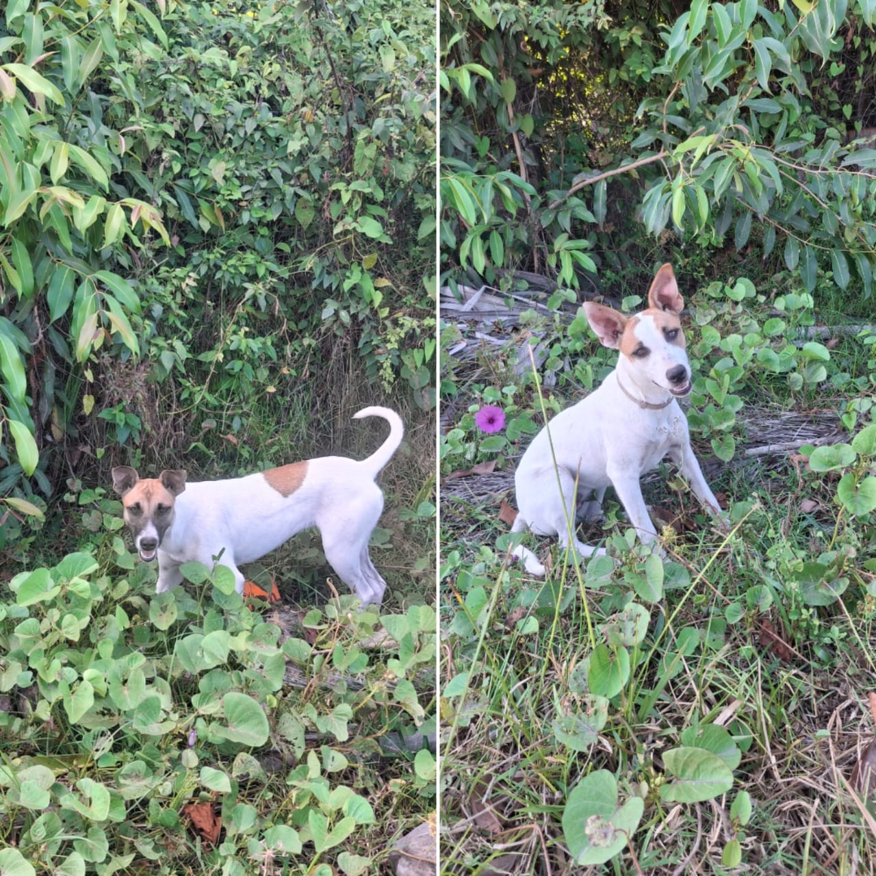 Castração de cachorrinhas