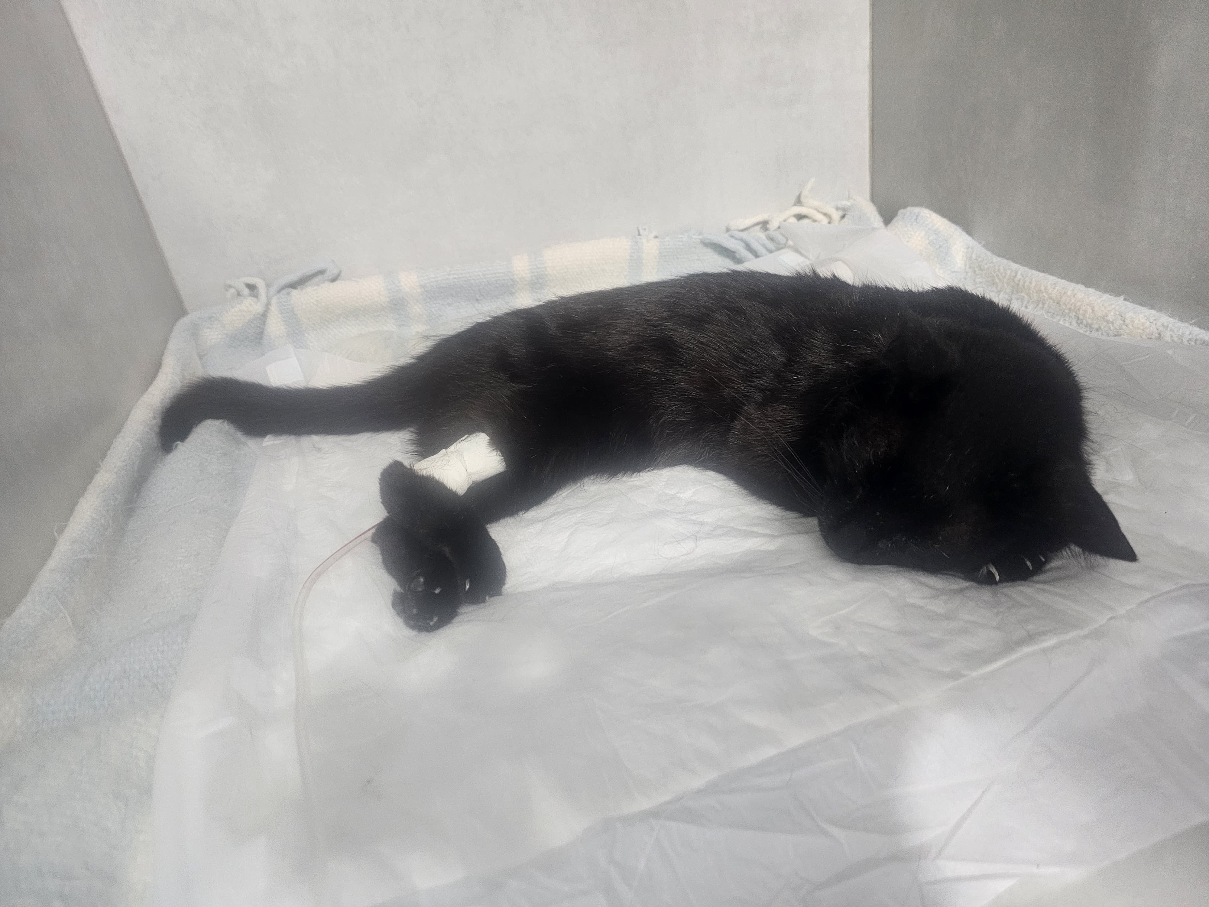 Para ajuda do tratamento do Gato Neguinho