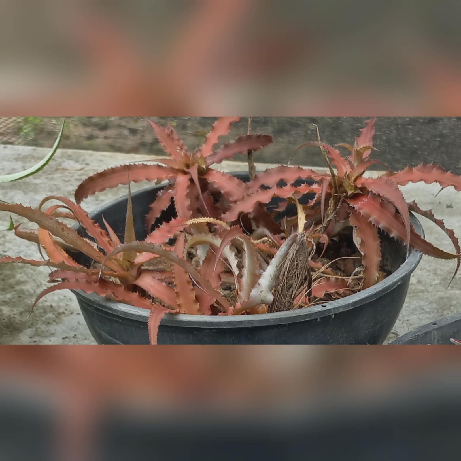 Projeto bromélias do sertão