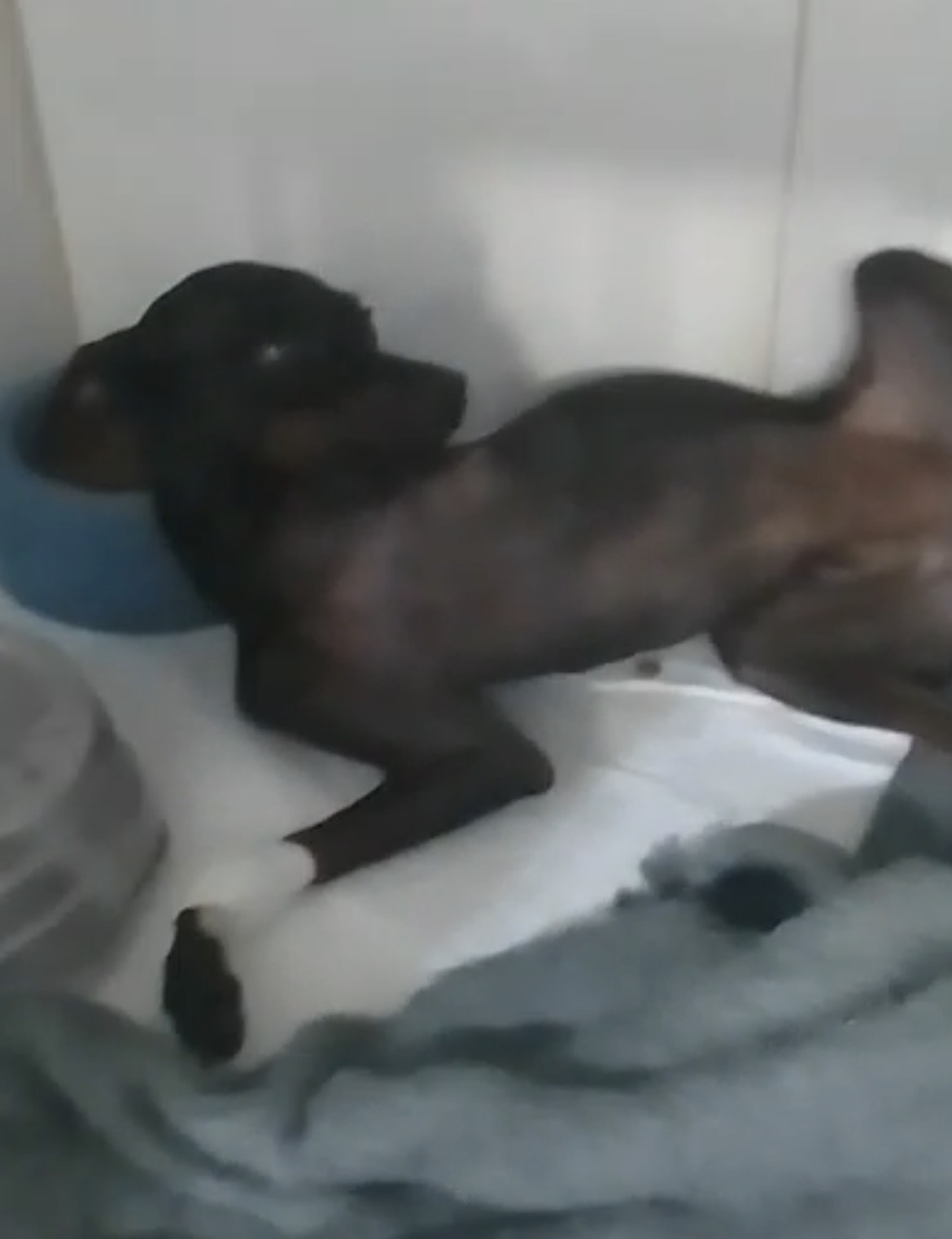 Resgate Scubi AÇÃO ENTRE AMIGOS