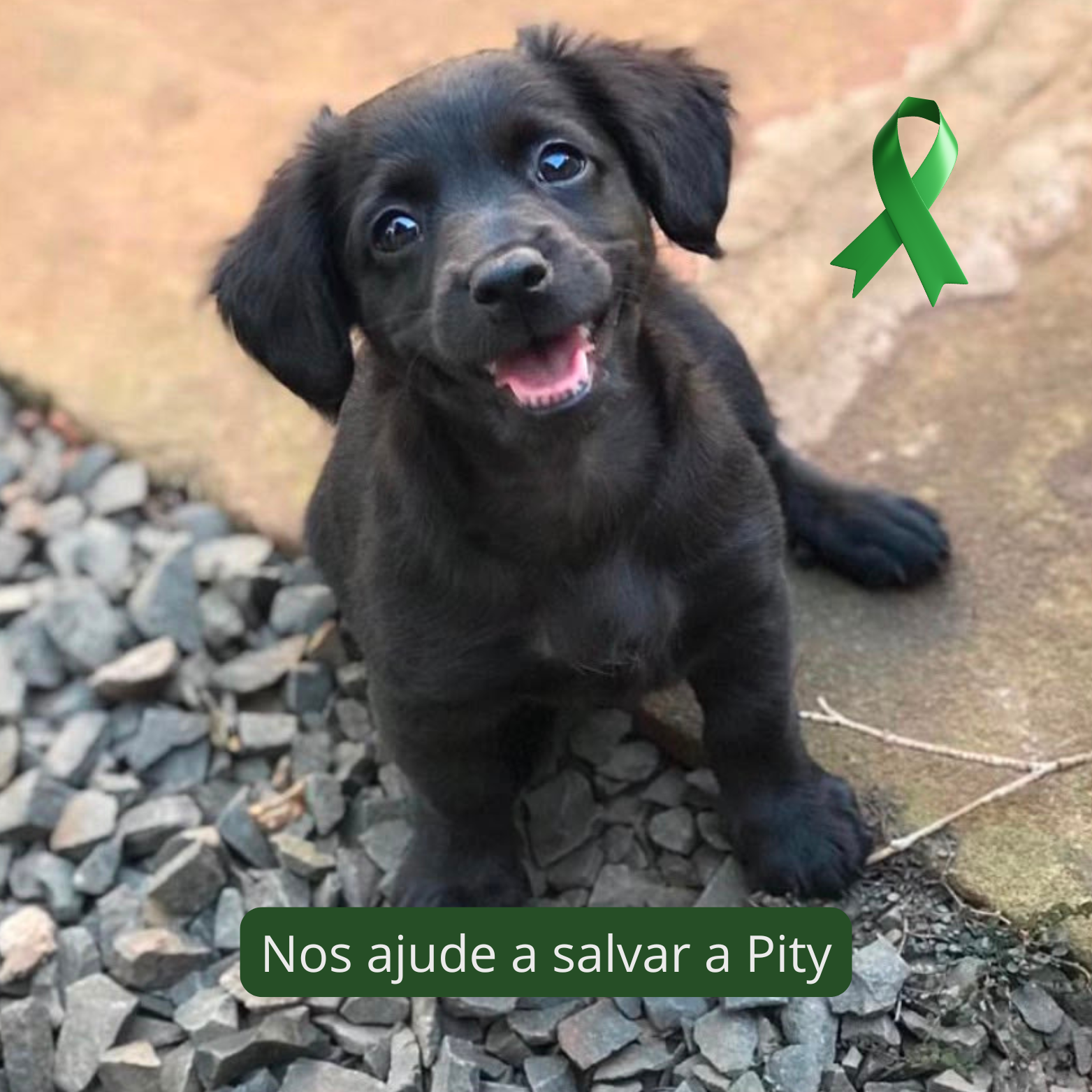 Rifa Solidária da Pity Tratamento para Cinomose