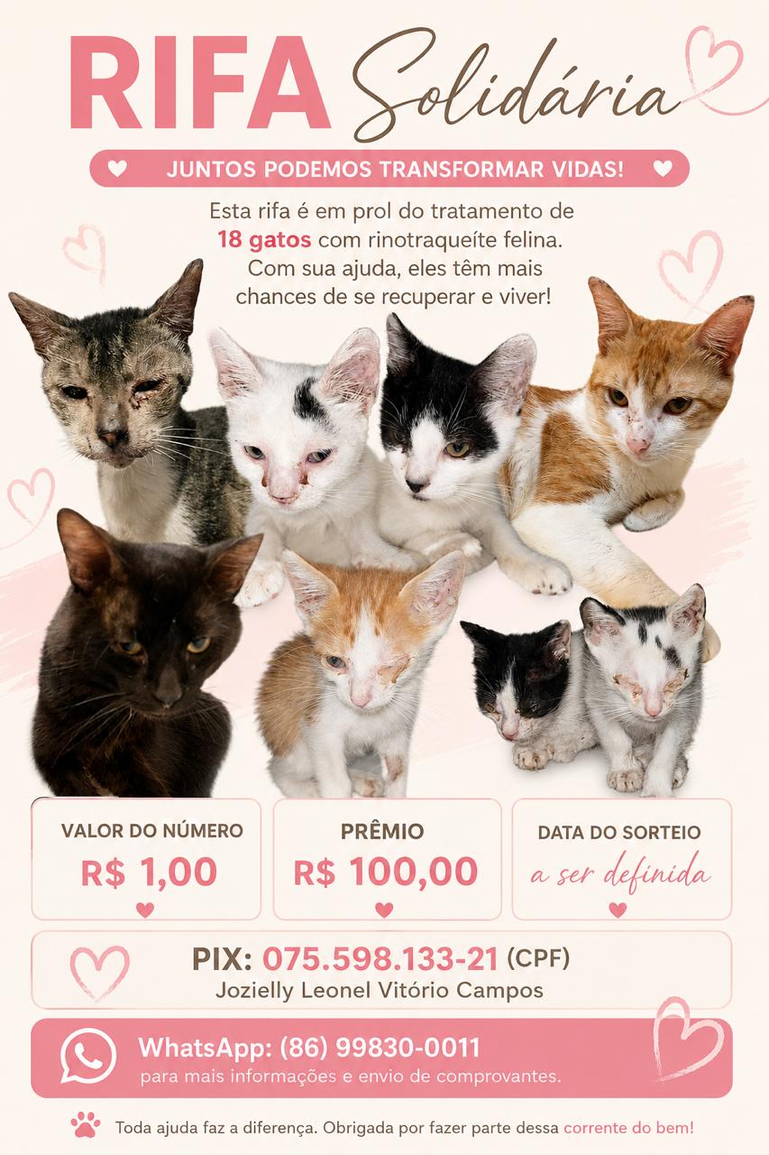 Rifa solidária para ajudar no tratamento médico de 18 gatos