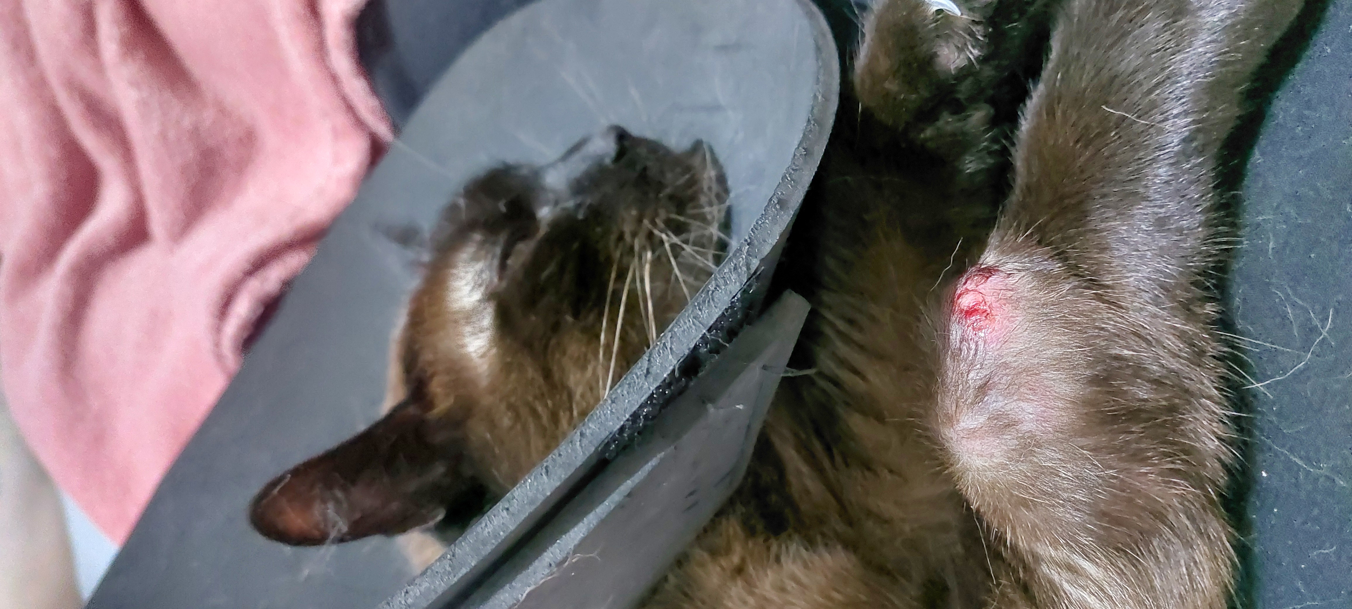 Rifa Solidária para tratamento do câncer da Luna