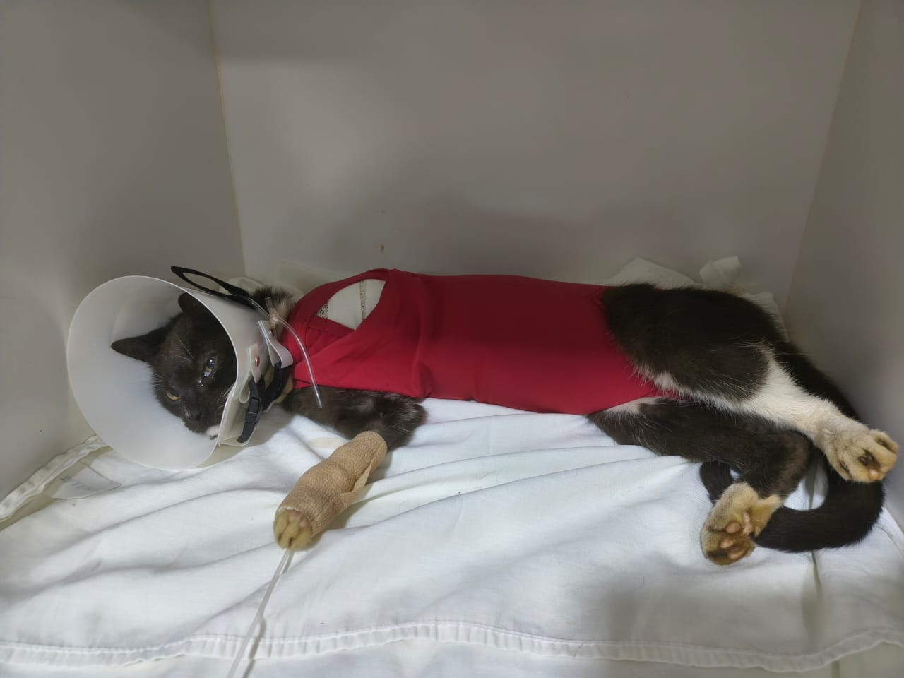 Rifa solidária sos catarina