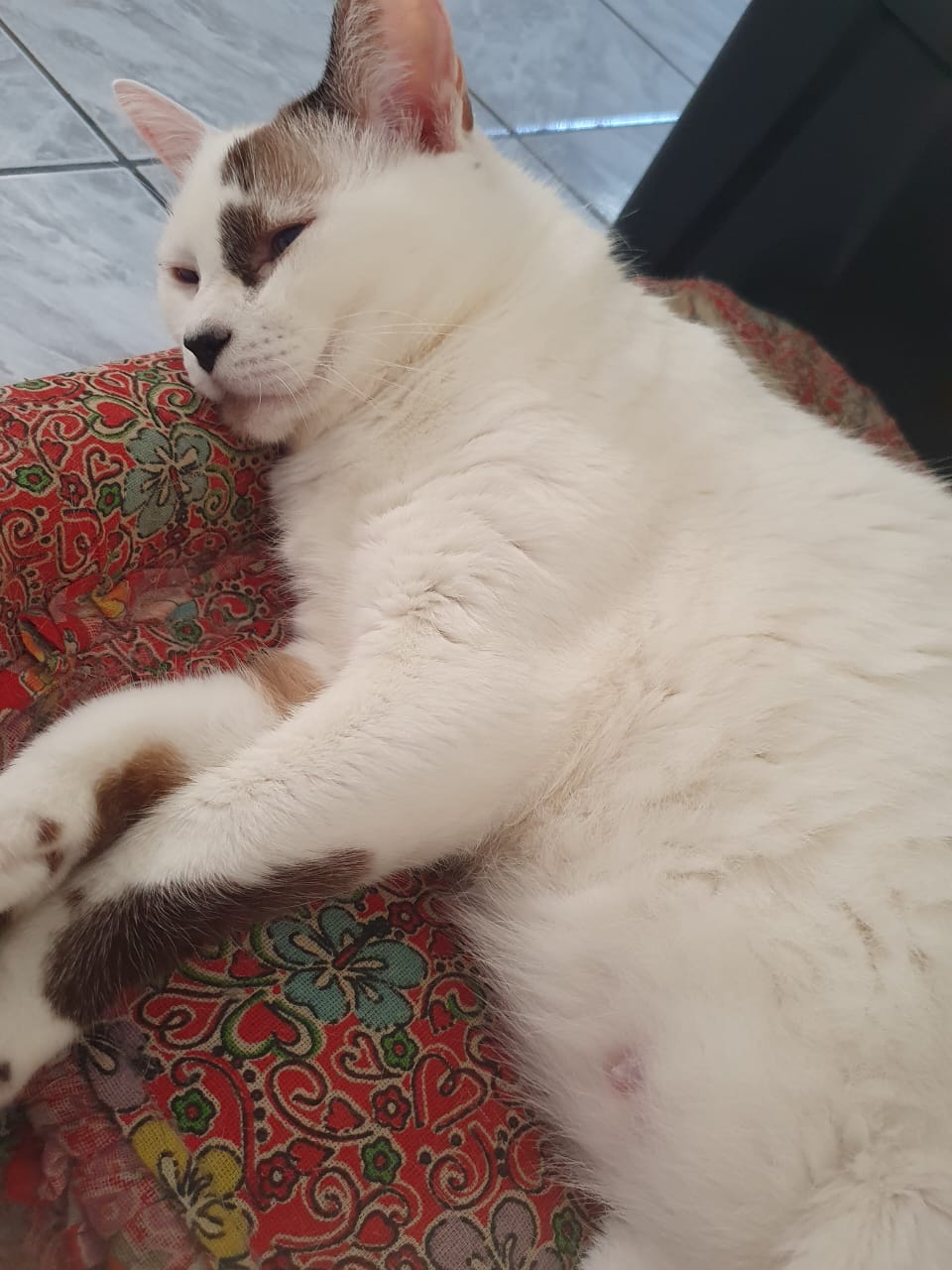 Sos olga juntos pela cirurgia urgente que ela precisa