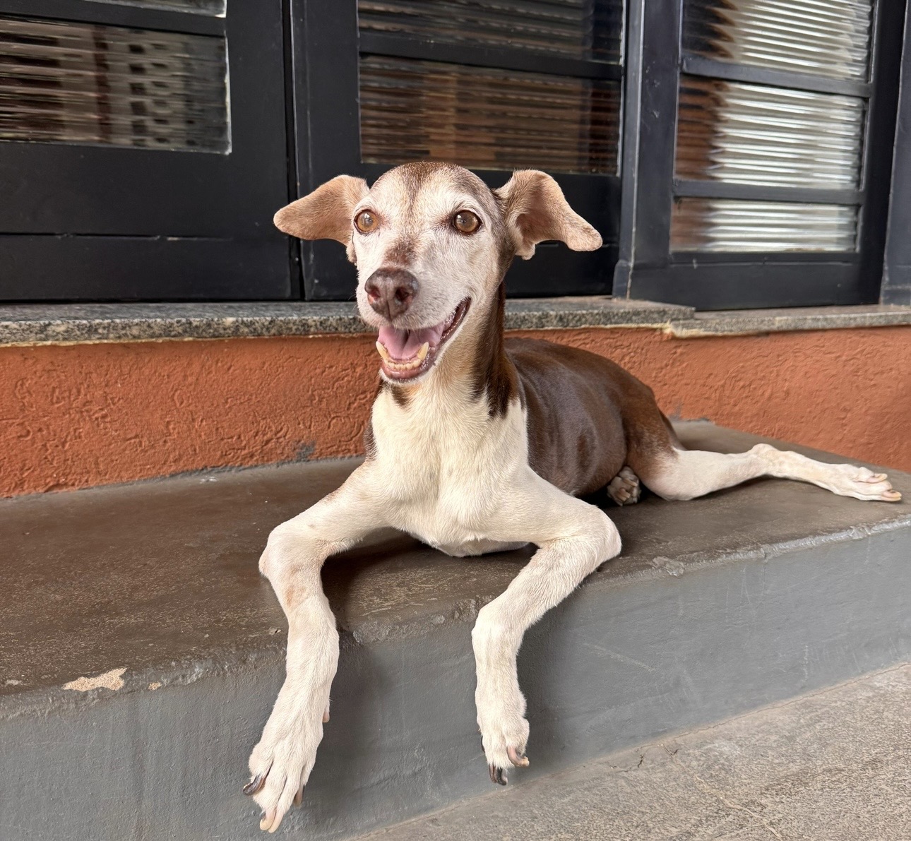 Todos em prol da jade